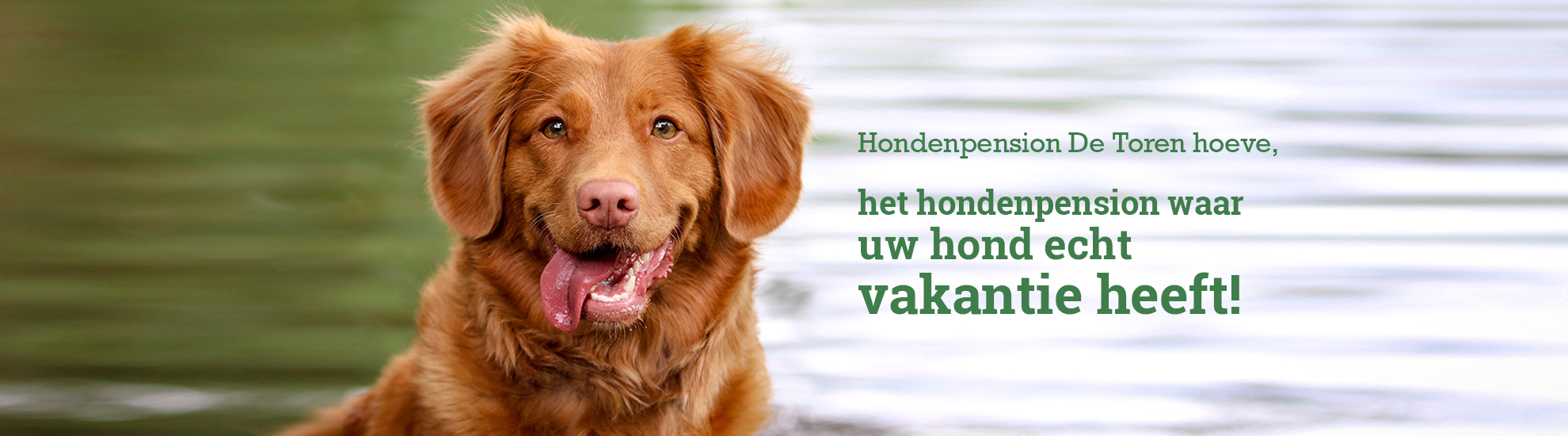 Hondenpension De Toren hoeve, waar uw hond echt vakantie heeft